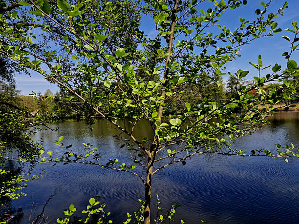 istock Sticky alder is a deciduous deciduous tree from the birch family. It usually grows to a height of about 30 meters, usually lives about 100 years, in some cases about 200 years 2213012114