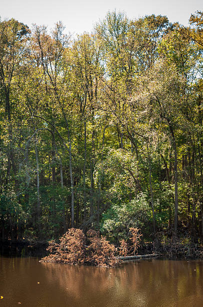 istock Congaree National Park in central South Carolina 2213012310