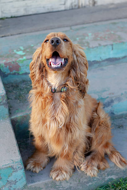 Adorable Cocker Spaniel dog sitting outdoors, showcasing its expressive eyes, long ears, and wavy coat. This charming breed is known for its friendly temperament and playful nature. The image captures the loyal and affectionate personality of the Cocker Spaniel, perfect for themes related to pets, companionship, dog breeds, and outdoor lifestyle.