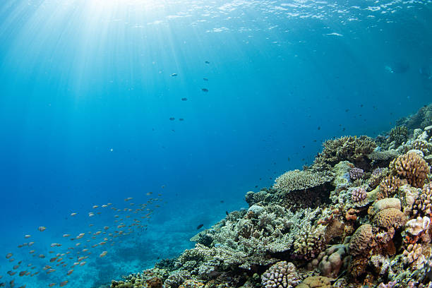 istock Beautiful underwater scenery with sunlight (Okinawa, Japan) 2213013978