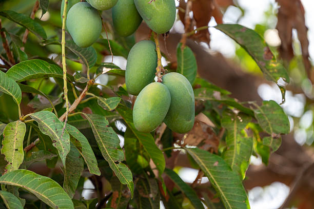 istock Mango green from the mango tree. Green mangoes hanging on Branch 2213013984
