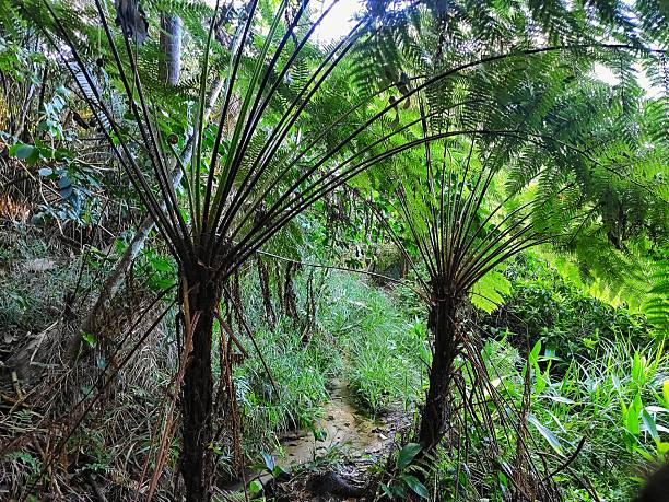 istock Chapada do Araripe and its natural beauty 2213014395