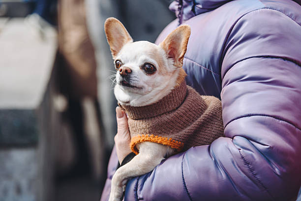 istock Chihuahua dog in hands 2213014892