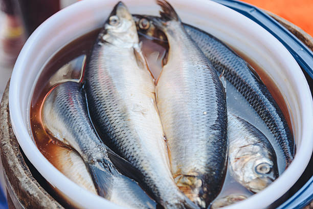 Pacific lightly salted herring in white bucket, tasty food, fish farming concept