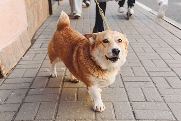 istock small red and white corgi dog 2213014968