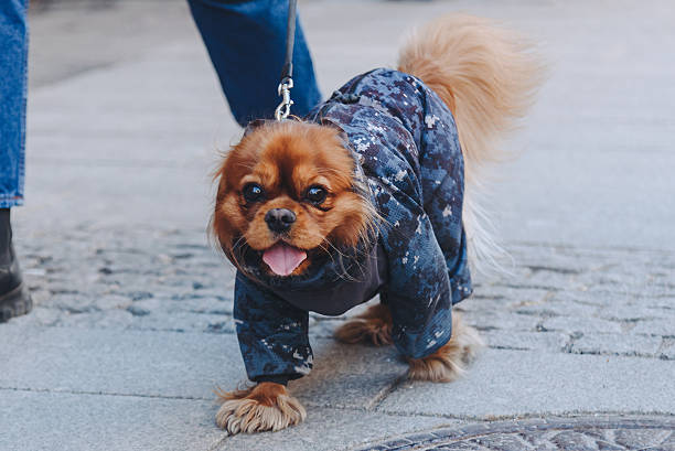 istock brown dog in blue clothes 2213014969