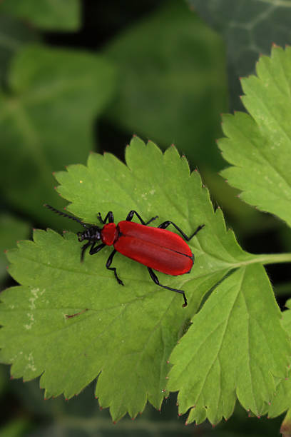 Scarlet lily beetle on a green leaf. Lilioceris lilii on springtime