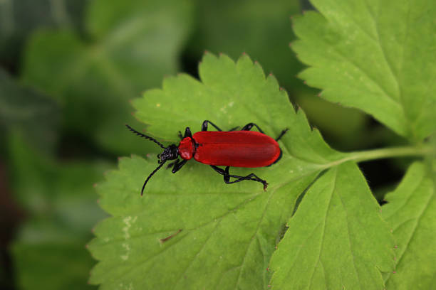 Scarlet lily beetle on a green leaf. Lilioceris lilii on springtime
