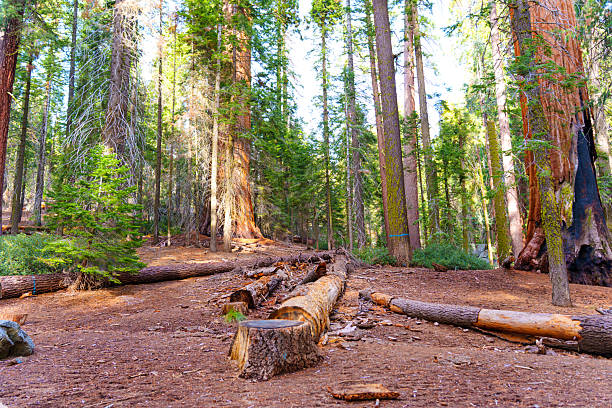 Wide-angle view of towering sequoia trees in Sequoia National Park, showcasing fallen logs and rich forest floor details in warm, natural lighting.