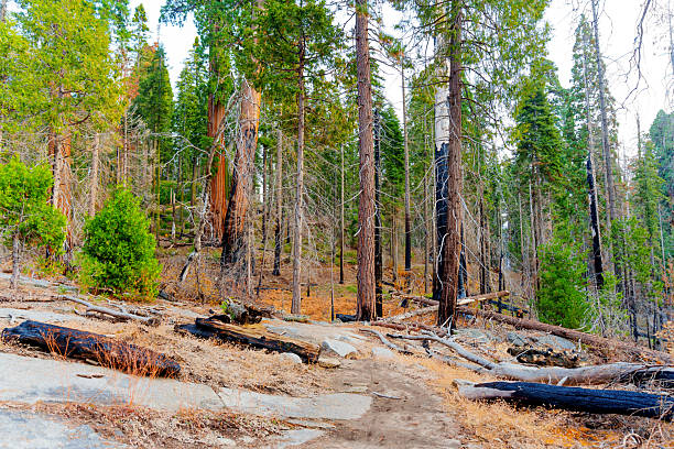 Scenic view in Sequoia National Park showcasing fire-damaged sequoia trunks amidst lush greenery and a rocky terrain under bright daylight.