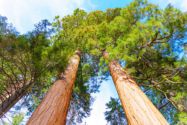 Wide-angle view of towering sequoia trees reaching towards a clear blue sky in Sequoia National Park, showcasing their impressive height and lush greenery.