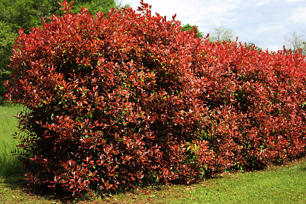 istock Red Robin Photinia hedge with many red leaves 2213016403
