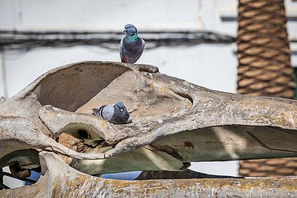 Arrecife, Lanzarote, Canary Islands, Spain - March 27th 2025: This image captures two pigeons resting on the skull of a Bryde's whale skeleton in Arrecife. The pigeons, with their grey and black feathers, contrast against the weathered, light-colored bone structure of the whale skull. The background features blurred elements, including a blue vertical structure, adding depth to the scene. This photograph is interesting as it juxtaposes urban wildlife with marine remnants, highlighting the intersection of nature and human environments.
