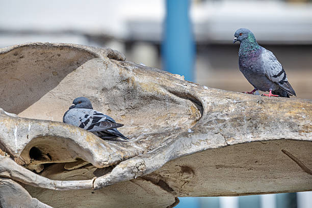 Arrecife, Lanzarote, Canary Islands, Spain - March 7th 2025: This image captures two pigeons resting on the skull of a Bryde's whale skeleton in Arrecife. The pigeons, with their grey and black feathers, contrast against the weathered, light-colored bone structure of the whale skull. The background features blurred elements, including a blue vertical structure, adding depth to the scene. This photograph is interesting as it juxtaposes urban wildlife with marine remnants, highlighting the intersection of nature and human environments.