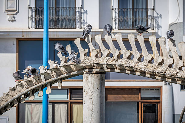 Arrecife, Lanzarote, Canary Islands, Spain - March 3rd 2025: This image captures pigeons resting on the vertebrae of a Bryde's whale skeleton in Arrecife. The skeletal structure provides a unique and striking perch for the birds, contrasting the organic forms of the pigeons with the fossilized remains of the whale. The background is blurred, highlighting the detailed textures and shapes of the vertebrae and the pigeons. This juxtaposition of life and remnants of marine life creates an intriguing and visually compelling scene.