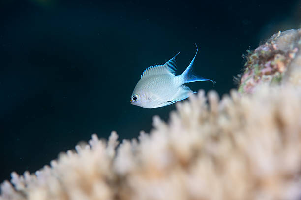 Beautiful underwater scenery of coral reefs at Okinawa Japan