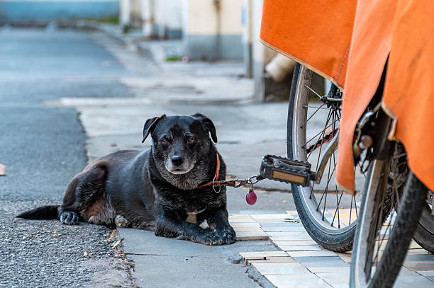 istock A black dog on the street 2213021573