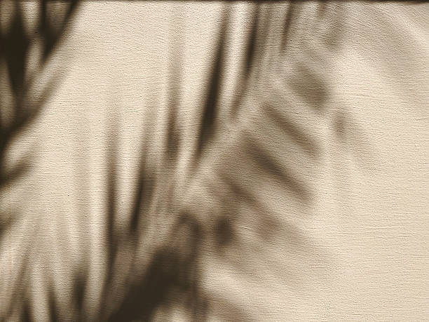 istock Abstract background of palm tree shadow on beige textured wall. Copy space 2213021851