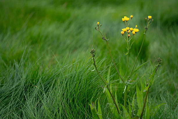 Green grass with yellow flower in Albany area, Auckland