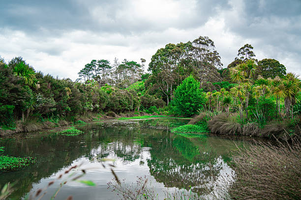 Park with lake in residential area of ​​Albany, Auckland. An example of New Zealand's urban nature.