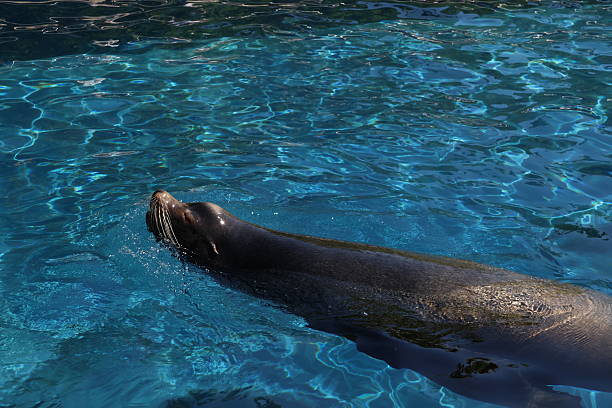 istock Seal swimming in its pool 2213022638