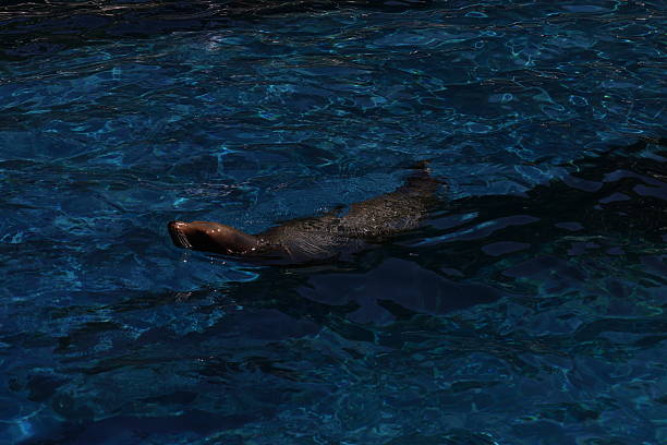 istock Seal swimming in its pool 2213023423