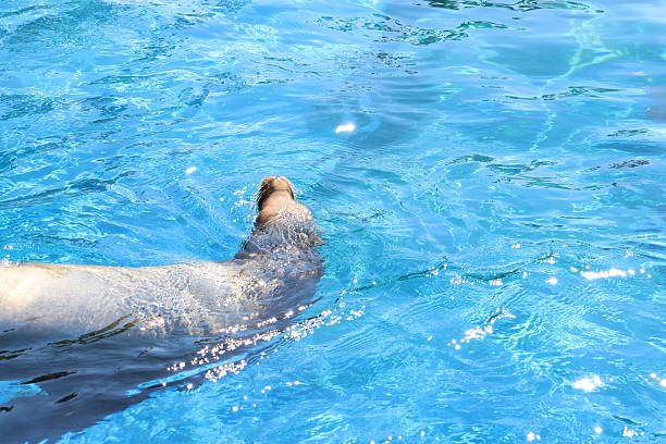 family of california sea lions (Zalophus californianus) at german zoo