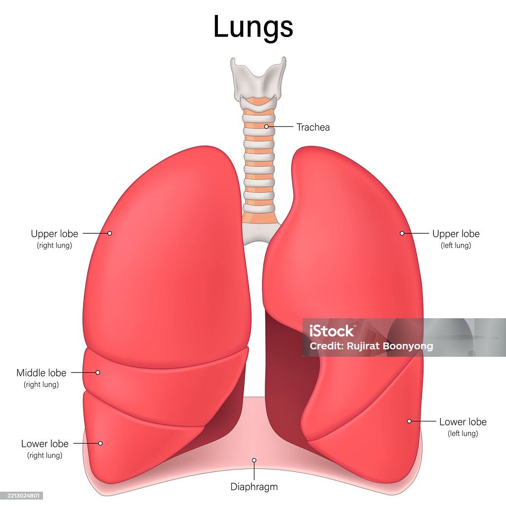 Left Lung File Lungs Anatomy Right Lung And Left Lung Human Respiratory System Stock ...