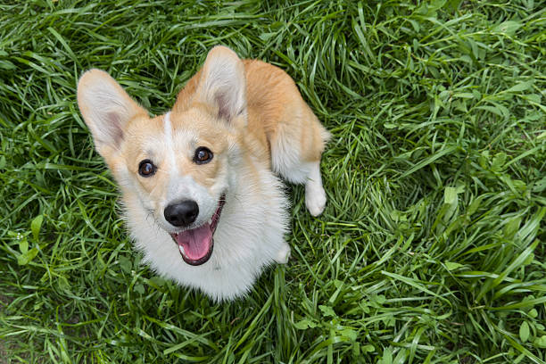 istock Corgi dog sitting on green grass looking at the camera, spring time, copy space. 2213026172
