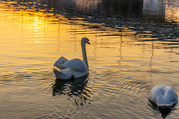White swan bird swim in the river. Water birds in the wild nature