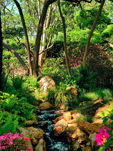 istock Beautiful spring garden with a small bubbling stream flowing over natural rocks, surrounded by vivid azaleas and lush green foliage. Ideal for themes of gardening, nature, springtime, and relaxation. 2213027508