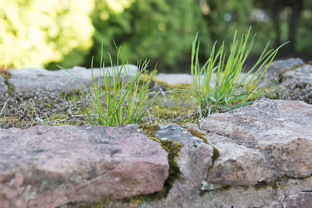 A rough old stone wall gave life to plants. Birth and extinction.