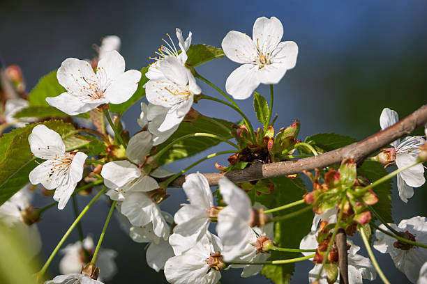 A close-up of a blooming branch adorned with white flowers featuring delicate petals and yellow-tipped stamens. The green leaves add a touch of freshness, while the blurred background enhances the natural harmony of the scene. A perfect image for projects related to floristry, nature, aesthetics, and spring themes.
