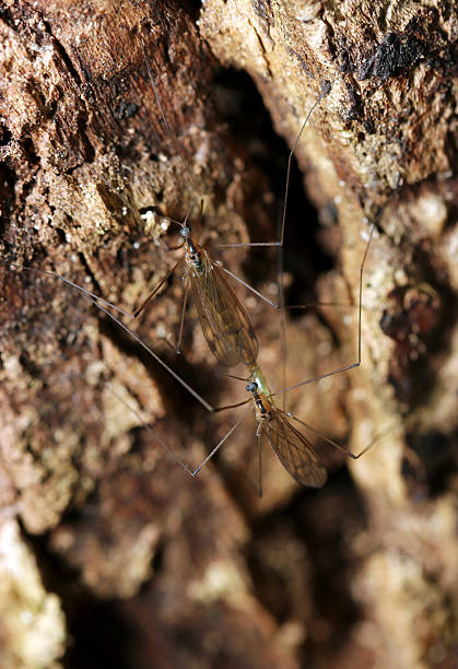 Sciaroidea Fungus Gnat Insect. Digitally Enhanced Photograph.