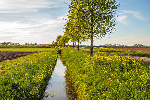 istock Agricultural polder landscape with blooming rapeseed 2213029531