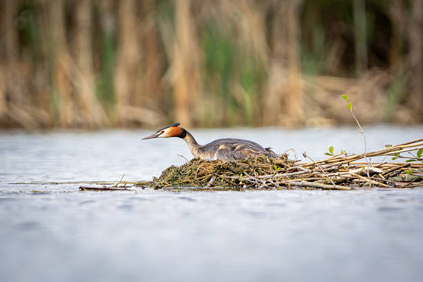 A photograph of a great crested grebe (Podiceps cristatus) standing on a floating structure made of twigs and vegetation, surrounded by water. Its slender body and distinctive head crest highlight the elegance of this waterbird. The blurred reeds in the background add natural charm to the composition. A perfect image for projects related to ornithology, ecology, and wildlife conservation.