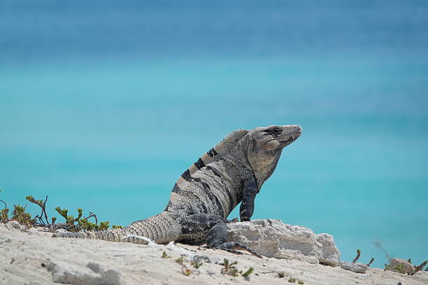 Black spiny-tailed iguana, Ctenosaura simili in Cancun Mexico