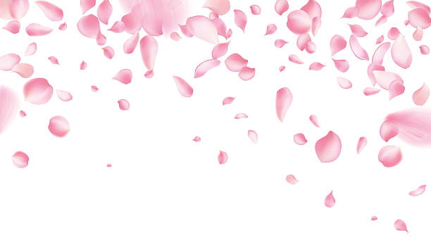 istock Rose petals or sakura flying petals, romantic background with realistic pink cherry flower petals flow or falling motion. Love, romance, floral spring season,cherry blossom 2213034424