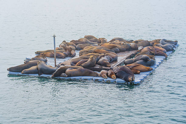 istock Sea Lions Resting on a Floating Platform in Oceanside California 2213037558