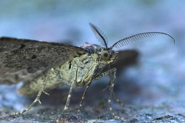 istock Frontal closeup on a Garden carpet geometer moth Xanthorhoe fluctuata 2213038681