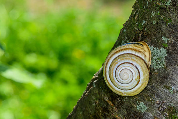 Snail on a branch in a shell. A snail in a shell. Snail delicacy.