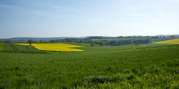 istock rapeseed field with trees in the background, cloudy sky 2213039812