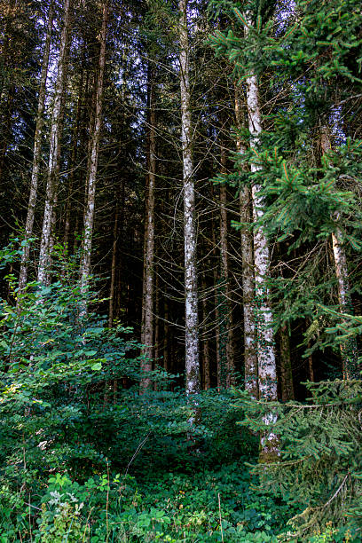 A peaceful woodland path covered in moss and shaded by dense foliage, part of the natural route from Ouhans to Pontarlier in eastern France.