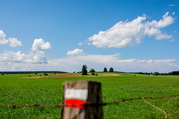 Lush green hills dotted with yellow gorse flowers, a wooden fence, and a clear blue sky with fluffy white clouds in dorset, england