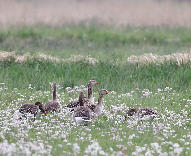 L 74-84cm, WS 149-168cm.Breeds in variety of habitats, mainly wetlands, from shallow lakes with reed beds and freshwater marshes to islets in larger lakes, coasts (even brackish water), heather, rocky slopes, etc.Dutch breeders mainly resident, most others migratory. Since the impoldering of the IJsselmeer in the seventies, the Greylag Goose were increasing in numbers. Only Grey goose to be seen in large numbers in summer in Europe and the Netherlands in the described Habitats.This is a very common Species in the described Habitats in the Netherlands.