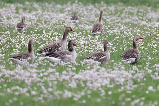 L 74-84cm, WS 149-168cm.Breeds in variety of habitats, mainly wetlands, from shallow lakes with reed beds and freshwater marshes to islets in larger lakes, coasts (even brackish water), heather, rocky slopes, etc.Dutch breeders mainly resident, most others migratory. Since the impoldering of the IJsselmeer in the seventies, the Greylag Goose were increasing in numbers. Only Grey goose to be seen in large numbers in summer in Europe and the Netherlands in the described Habitats.This is a very common Species in the described Habitats in the Netherlands.