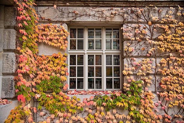 istock Old window surrounded by ivy  autumn leaves 2213042788