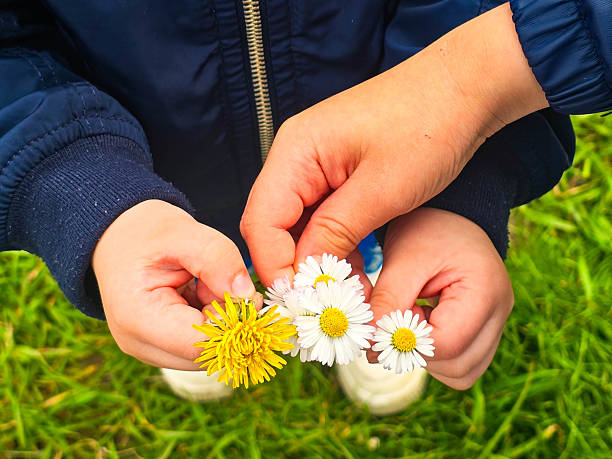 istock Child Holding Dandelions Summer Nature Concept 2213046213