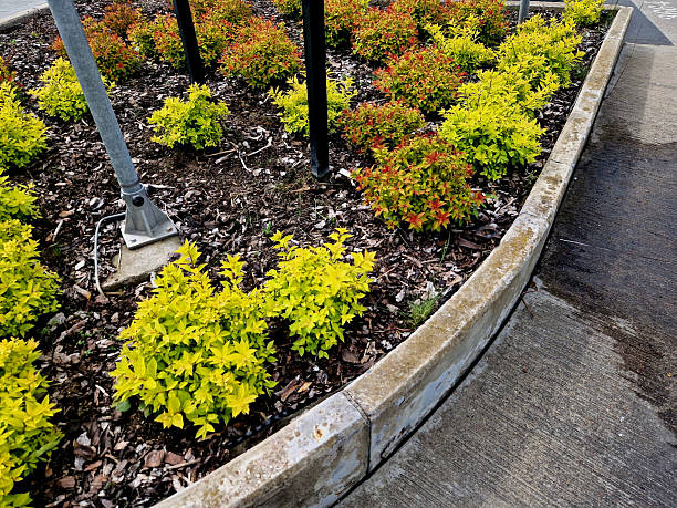 istock yellow-leafed low bushes in a flowerbed on the street, shaped into a sphere. creates a compact, spherical shrub. This low deciduous shrub grows very slowly. The leaves are small, simple with a serrate 2213046572