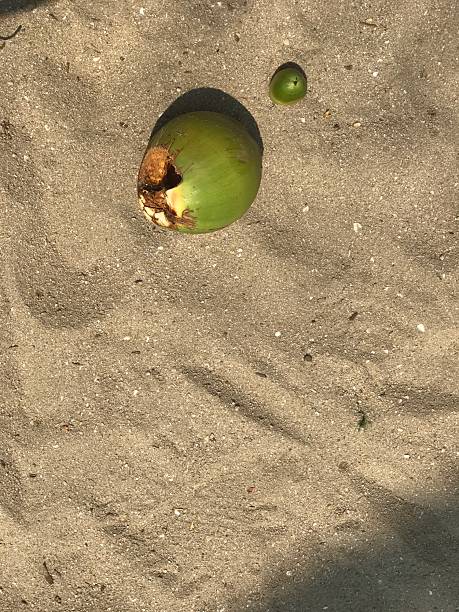 Coconut on the beach with sand background. Top view.